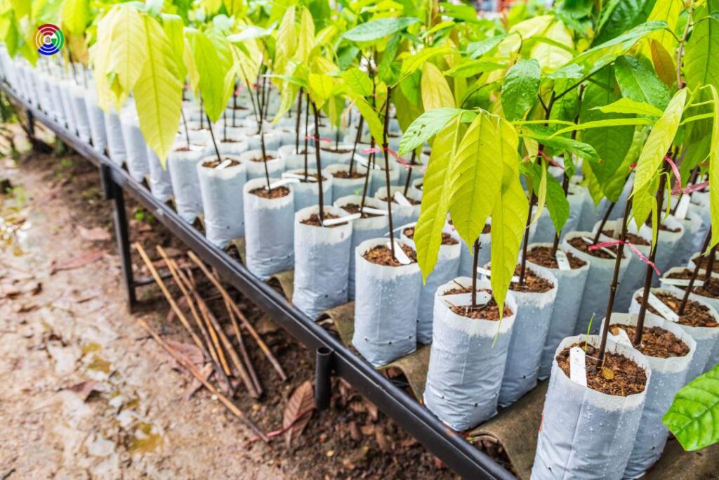Essay on Plantation